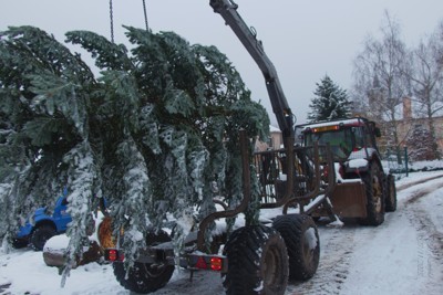 Příprava vánočního stromku 2023